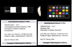 Foto (Objekt + Etiketten) von Cracensigillatus acutirostris (Moericke, 1889) 